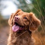 A brown dog looks cheerfully up and to the left, tongue out.