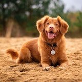 A brown dog lies on flat sand, looking cheerfully at the camera with its tongue out.