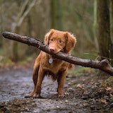 A muddy, brown dog walks along a muddy path, carrying a big stick.